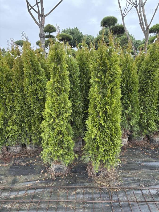 Smaragd Tujos, Bonsai, Pušys, Kadagiai Skroblai