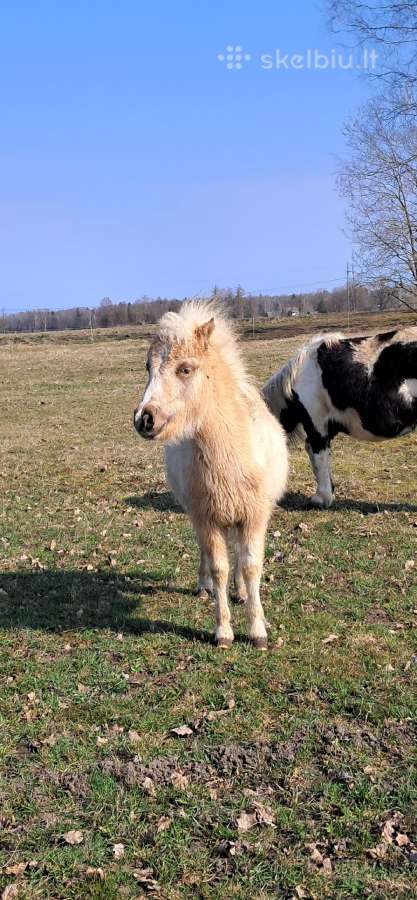 Parduodamas poni eržiliukas