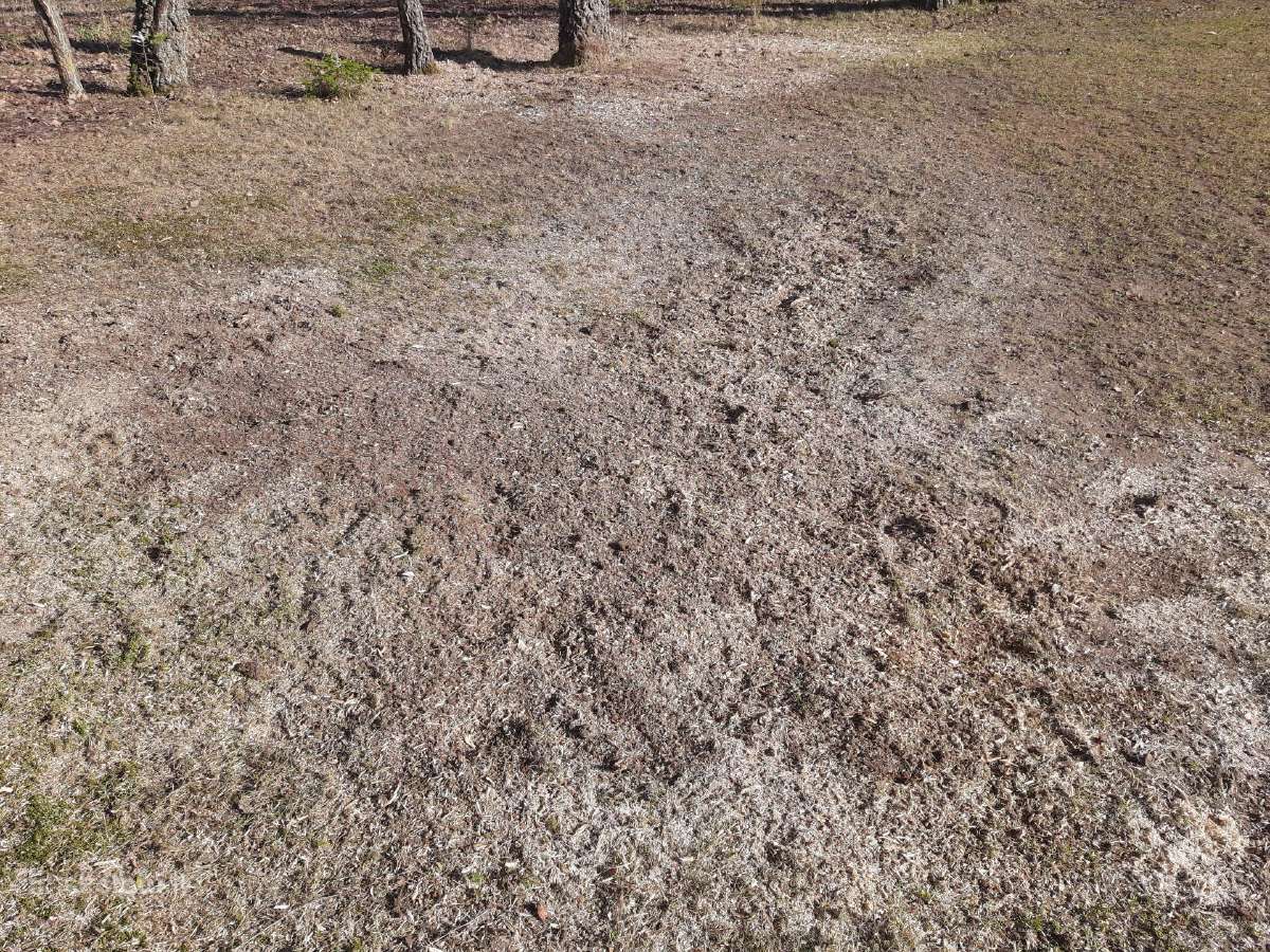 Kelmų frezavimas, naikinimas. Šakų smulkintuvas - nuotraukos Nr. 10