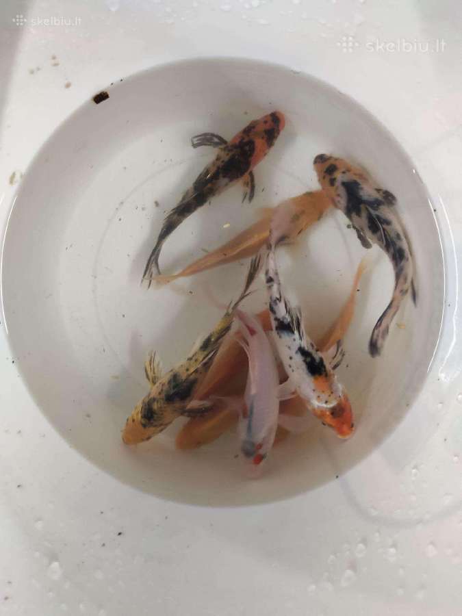 Koi karpiai