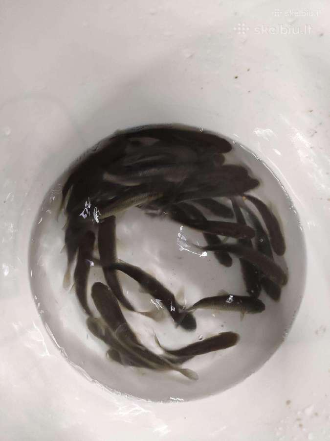 Amūrai, amūrų mailius - nuotraukos Nr. 5