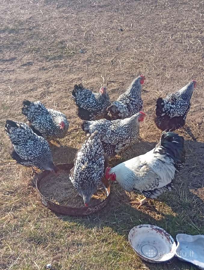 Parduodami Vandotai sidabriniai,auksiniai,mėlyni.