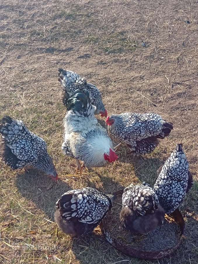 Parduodami Vandotai sidabriniai,auksiniai,mėlyni. - nuotraukos Nr. 2