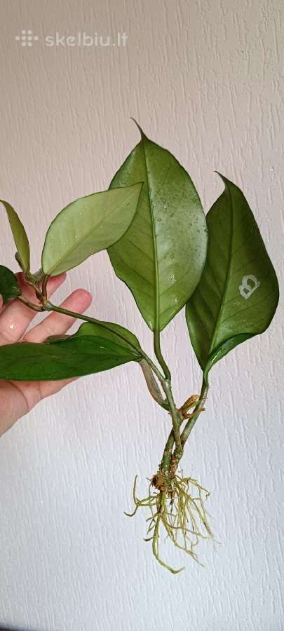 Vaškuolės (#Hoya) - nuotraukos Nr. 7