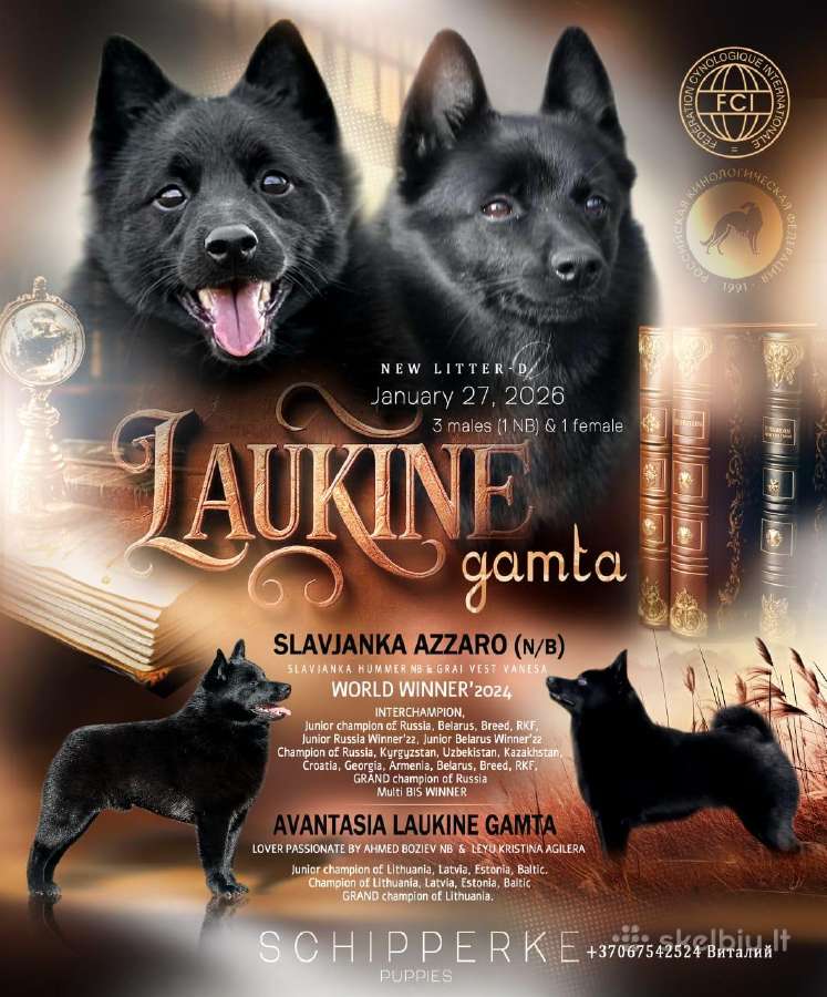 Schippeke. Šiperkas, Mažiausias pasaulio aviganis - nuotraukos Nr. 3