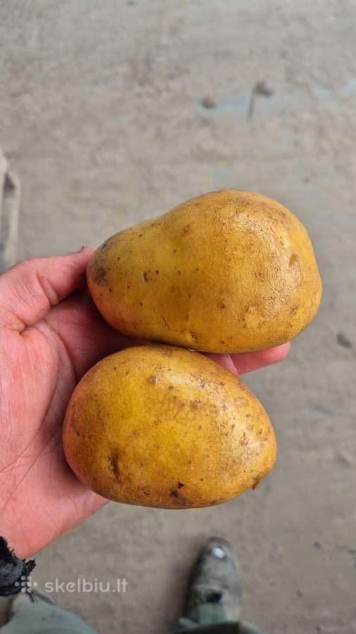 Agria bulves 55+ , galimas didelis kiekis
