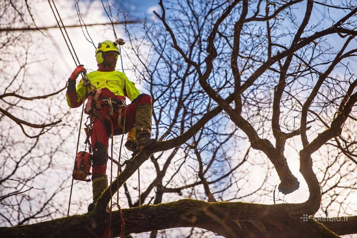 Arboristų paslaugos, medžių pjovimas, genėjimas