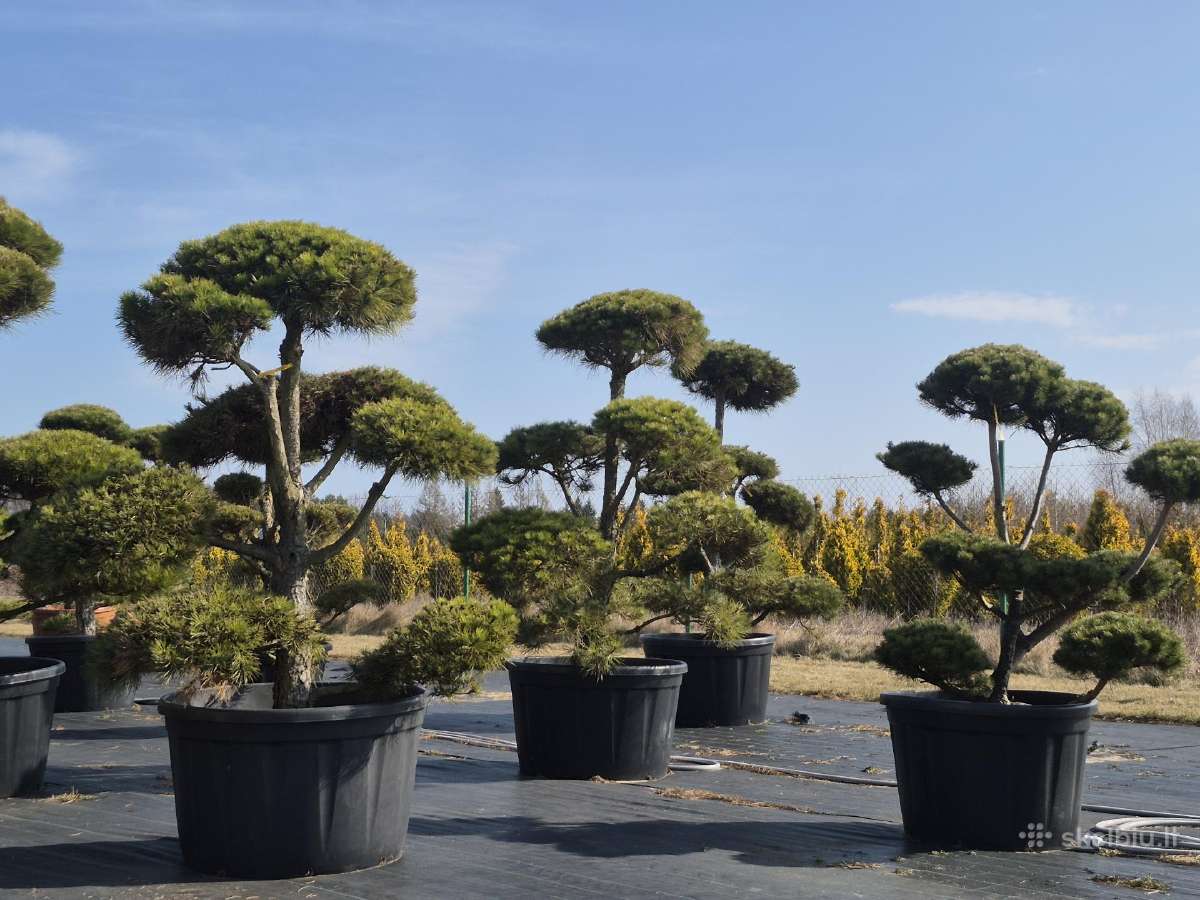 Pušis.lauko bonsai.formuota pušis.bonzai .niwaki