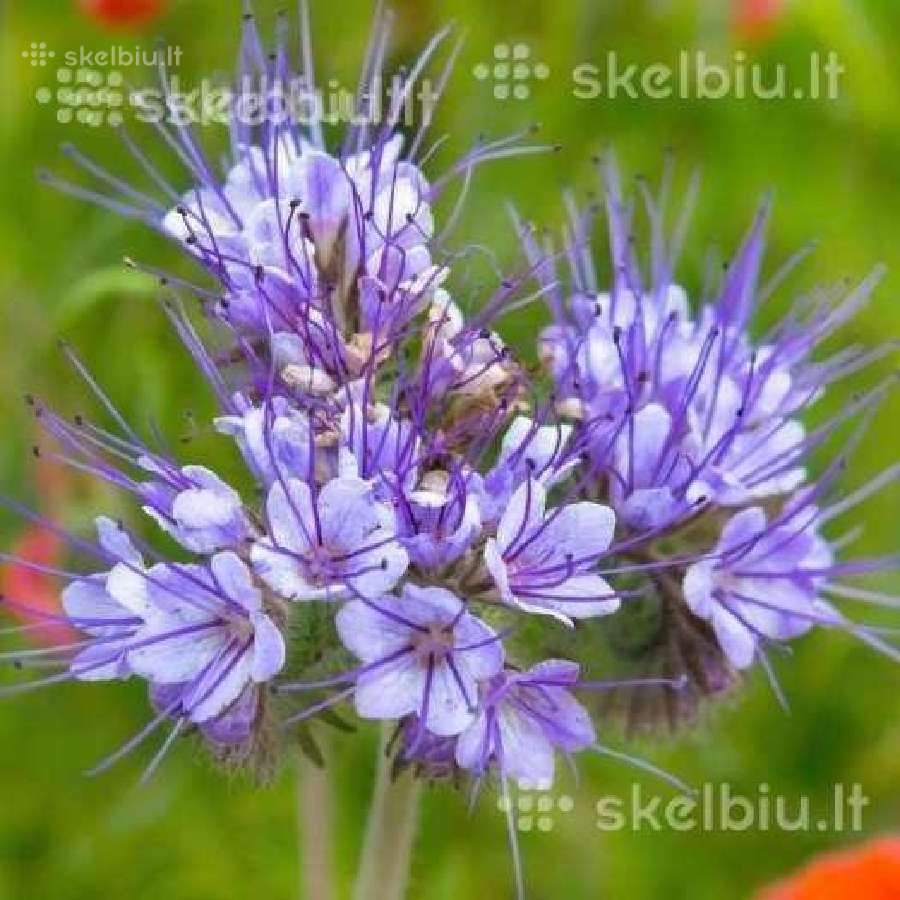 Facelija, barkunas, garstycios, ridikai, dobilai