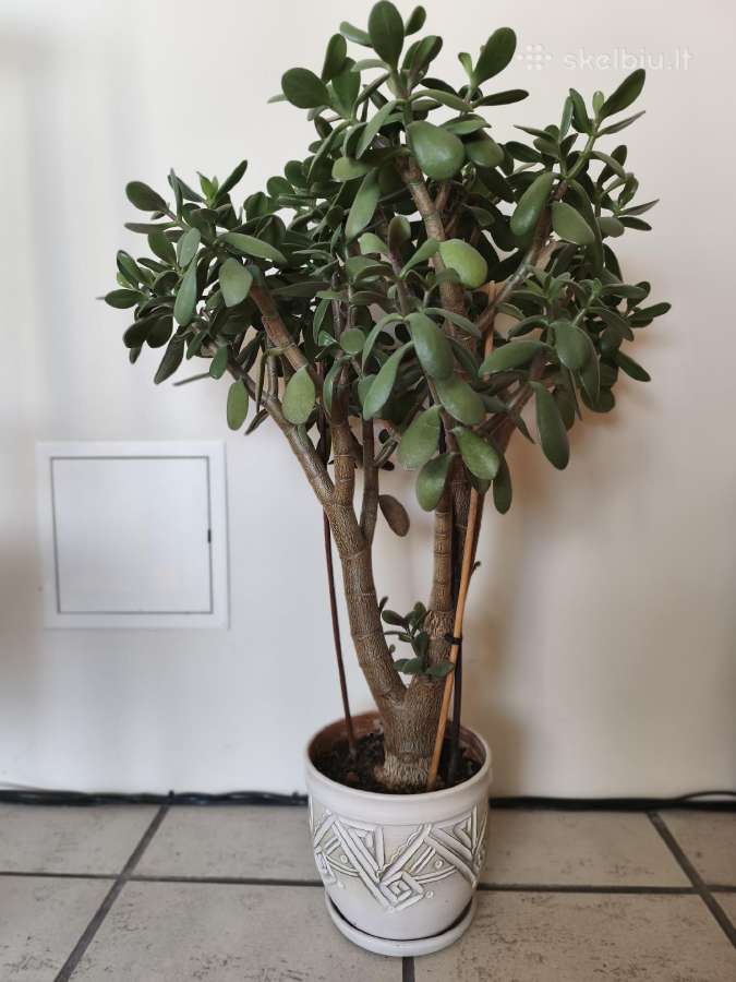 70 cm. 20 eurų