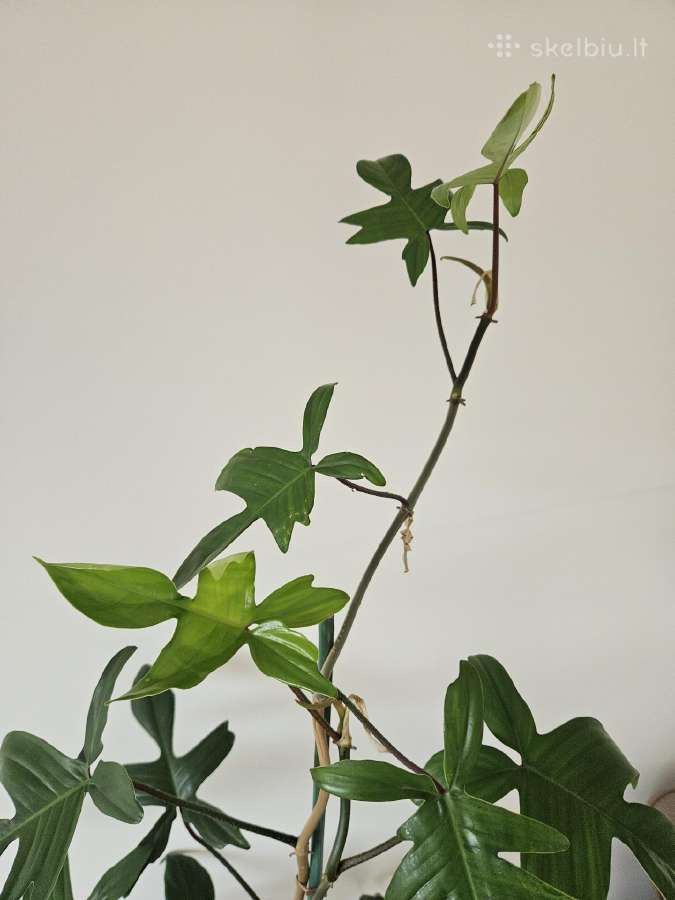 Philodendron Florida Green XXL - nuotraukos Nr. 4