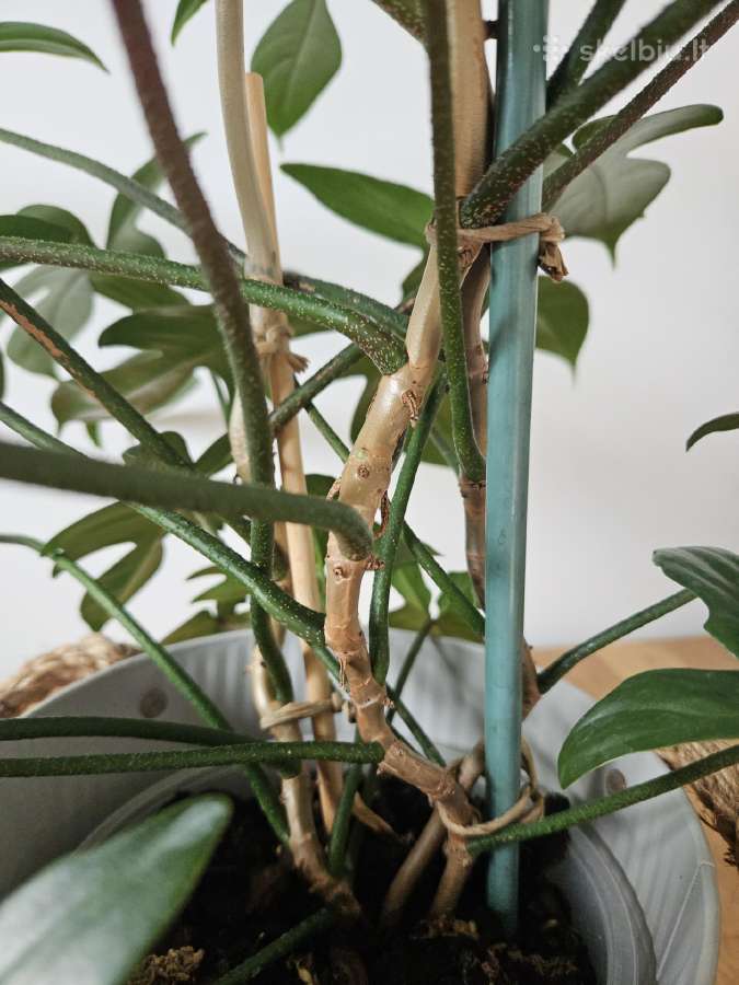Philodendron Florida Green XXL - nuotraukos Nr. 5