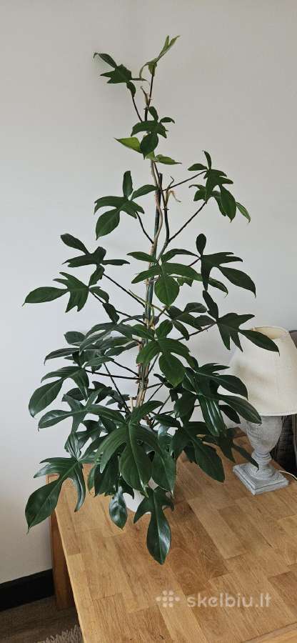 Philodendron Florida Green XXL - nuotraukos Nr. 2