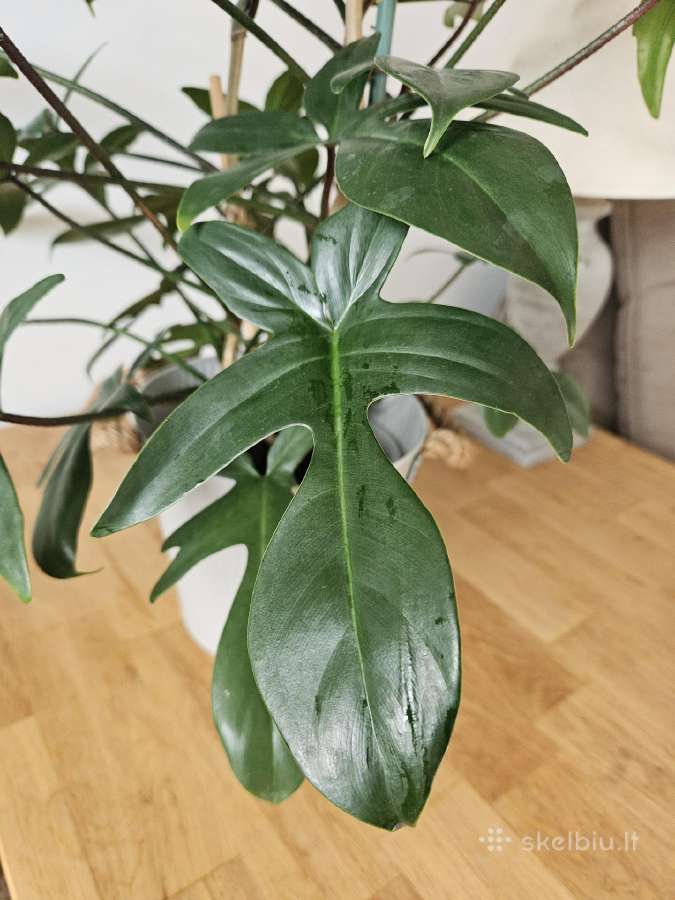 Philodendron Florida Green XXL - nuotraukos Nr. 6