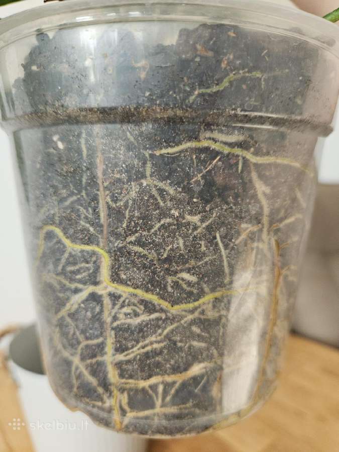 Philodendron Florida Green XXL - nuotraukos Nr. 9