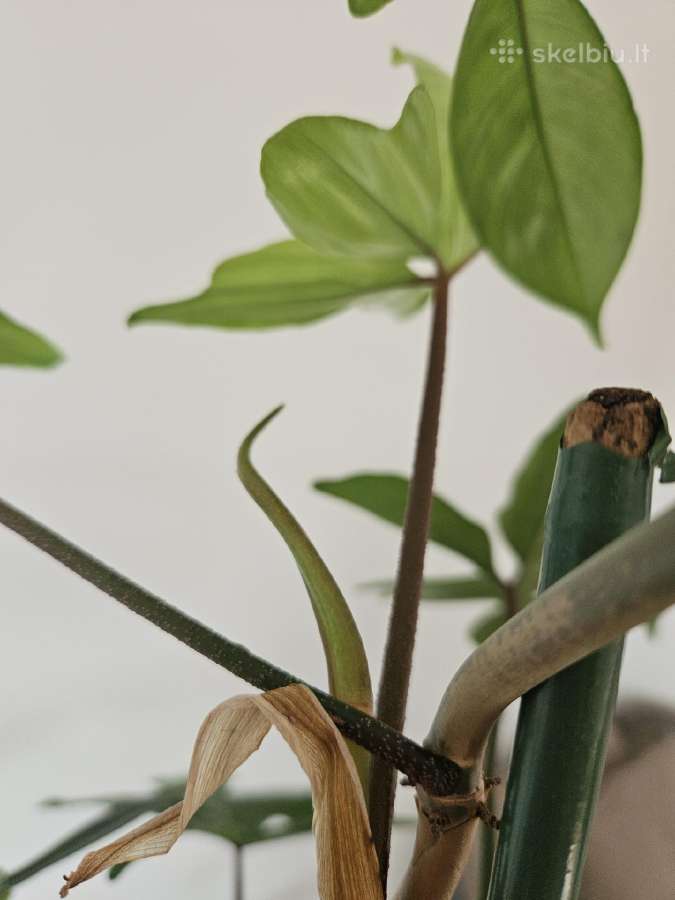 Philodendron Florida Green XXL - nuotraukos Nr. 8