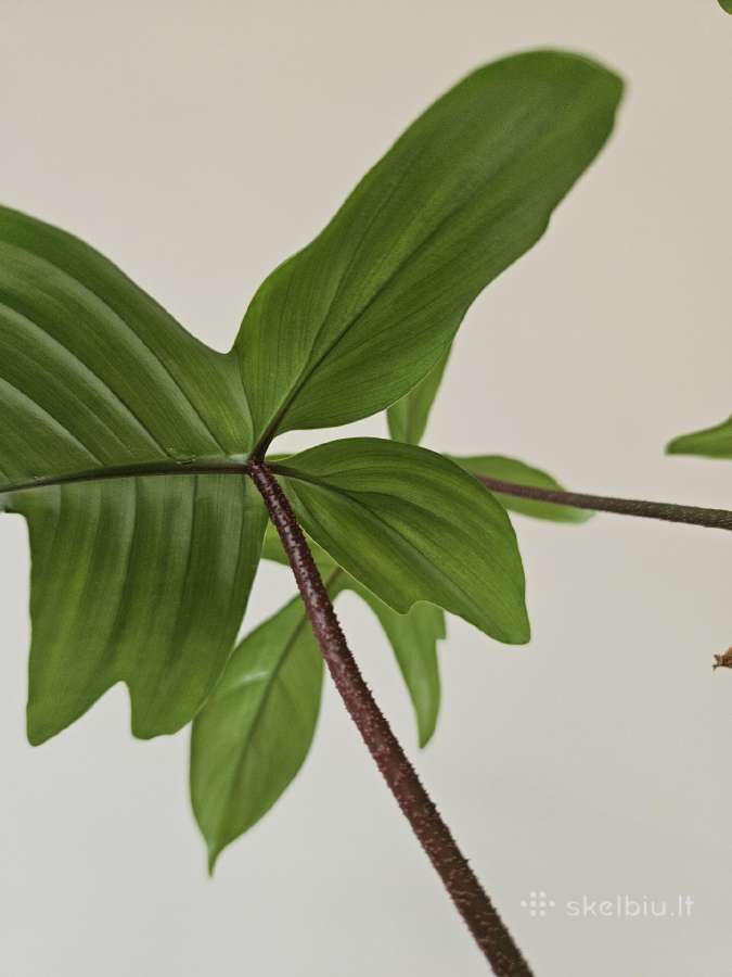 Philodendron Florida Green XXL - nuotraukos Nr. 7