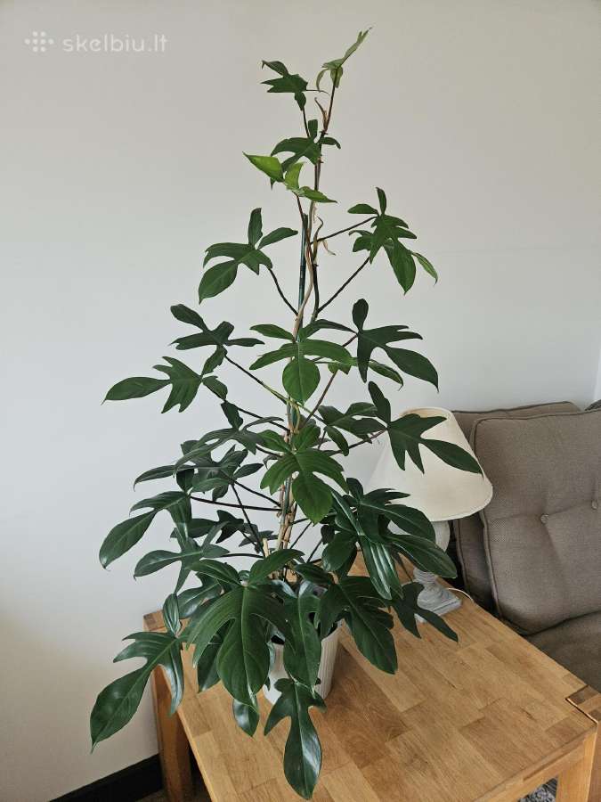 Philodendron Florida Green XXL - nuotraukos Nr. 3