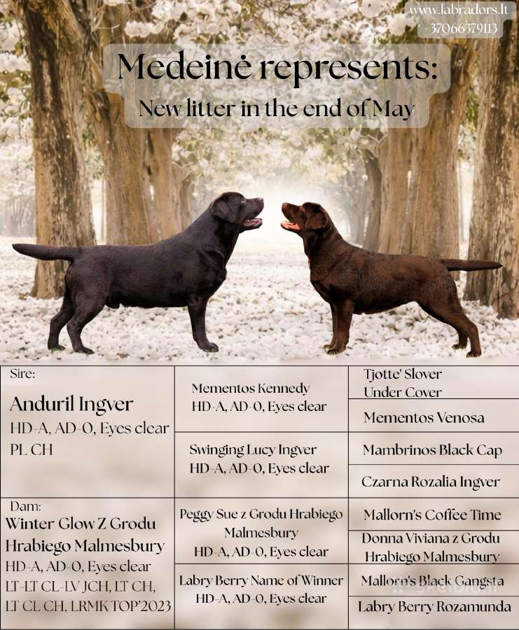 Kilmingi labradoro retriveriai - nuotraukos Nr. 2