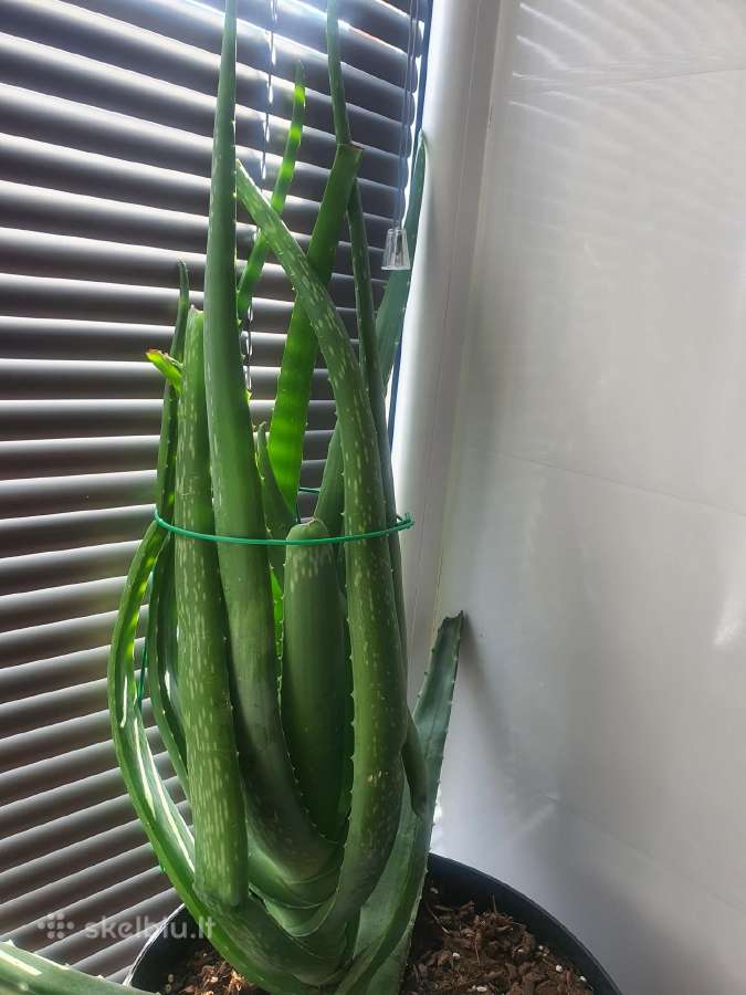 Aloe Vera Lapas 1vnt
