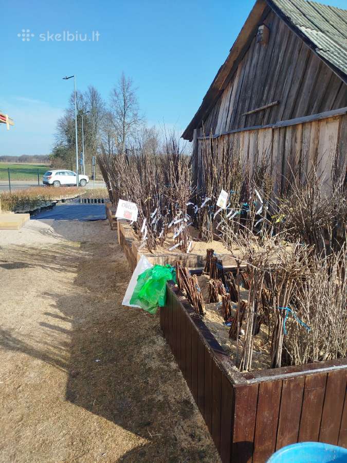 Amšiejaus Juozo vaismedžių, vaiskrūmių medelynas - nuotraukos Nr. 28