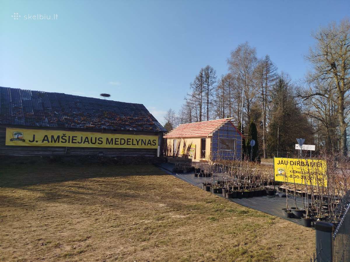 Amšiejaus Juozo vaismedžių, vaiskrūmių medelynas - nuotraukos Nr. 3
