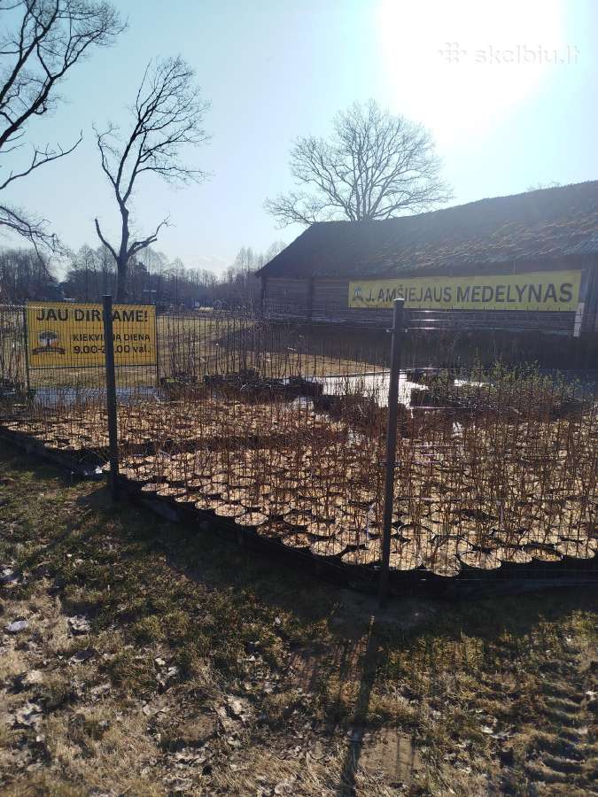 Amšiejaus Juozo vaismedžių, vaiskrūmių medelynas - nuotraukos Nr. 2
