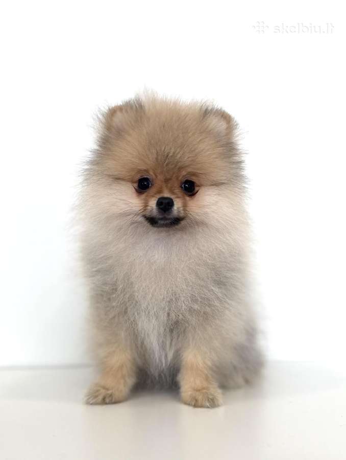 Pomeranijos špicas su dokumentais