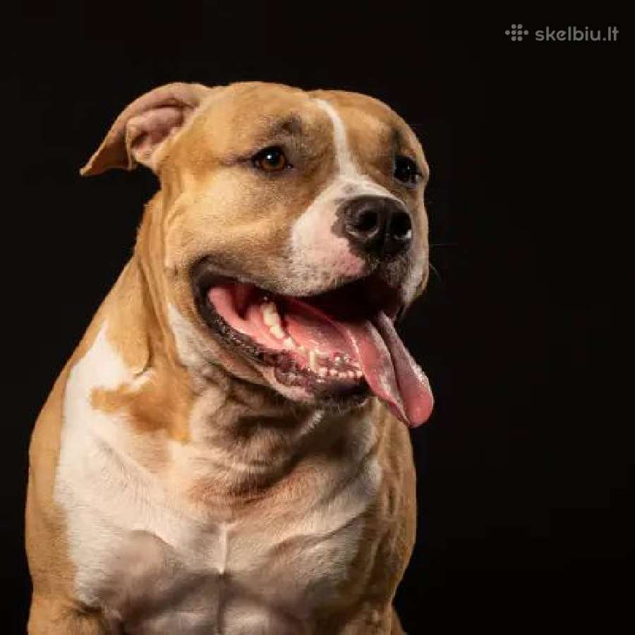 Pitbul 2 bilietai, fanu zona, 07.31