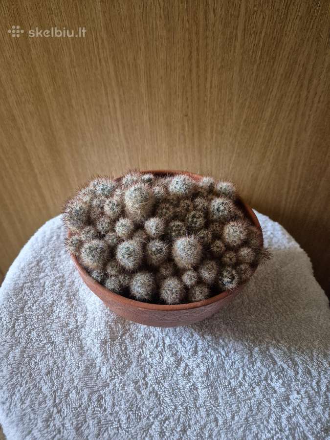 Kaktusas - nuotraukos Nr. 2