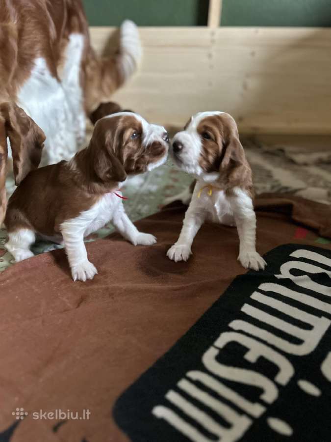Valų Springerspanielių šuniukai