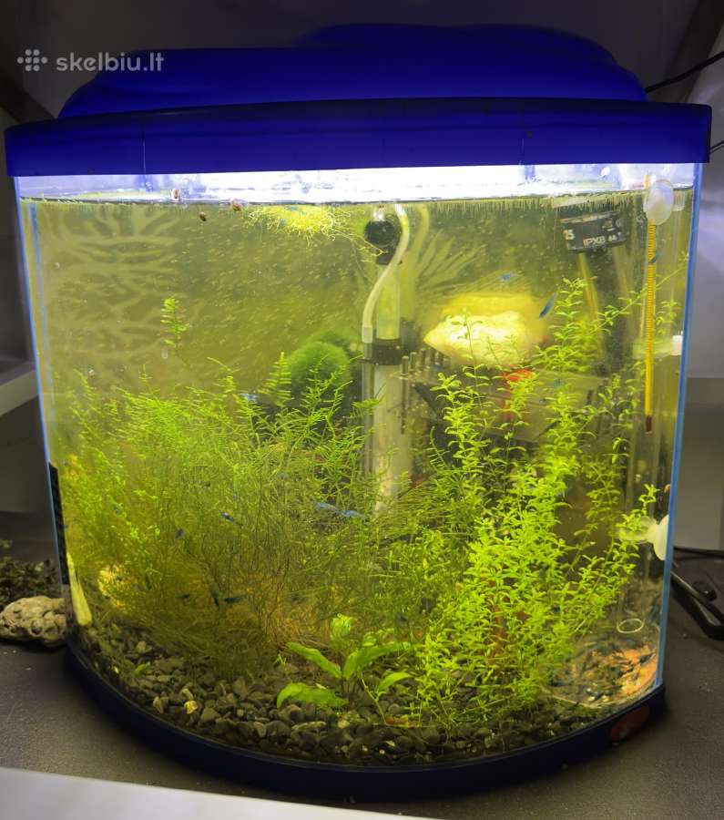Akvariumas su krevetemis 30ltr