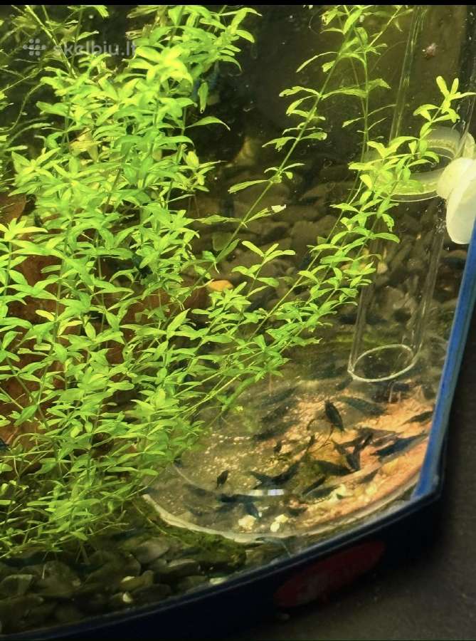 Akvariumas su krevetemis 30ltr - nuotraukos Nr. 2