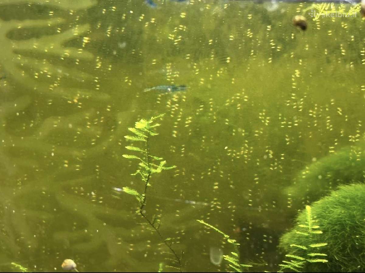 Akvariumas su krevetemis 30ltr - nuotraukos Nr. 3