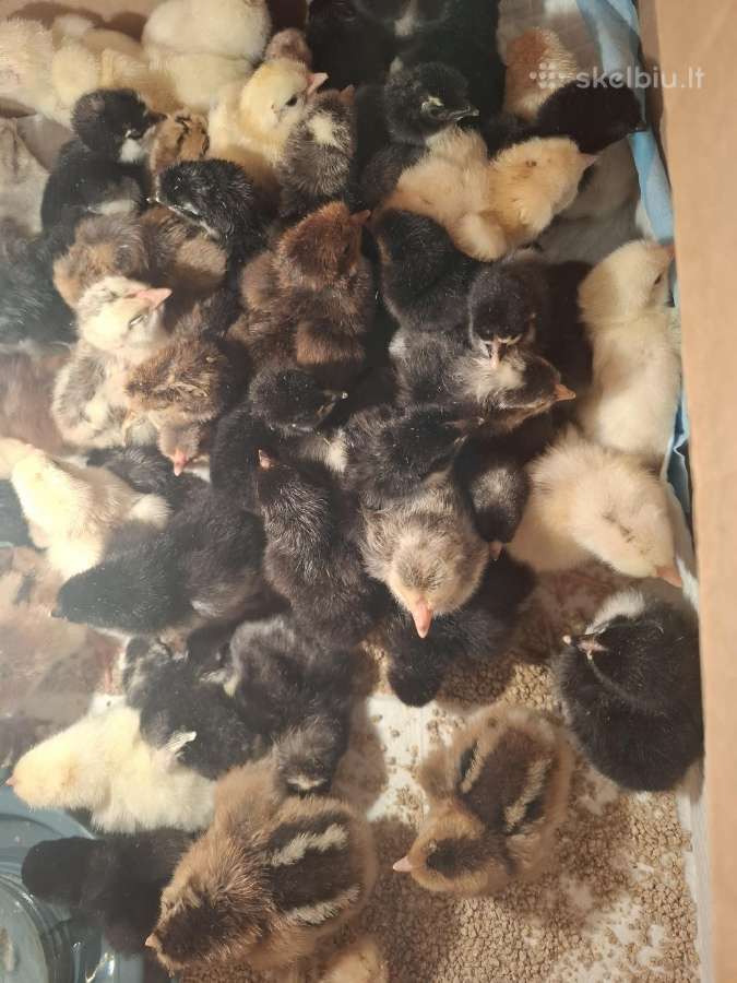 Kaimiški vienadieniai viščiukai