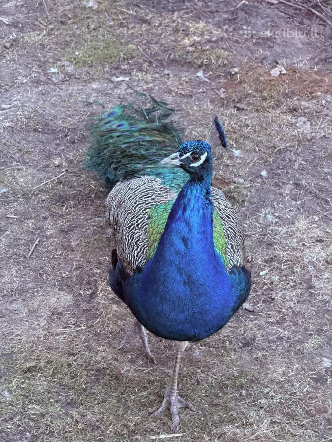 Parduodu povus. Patinai/ patelės