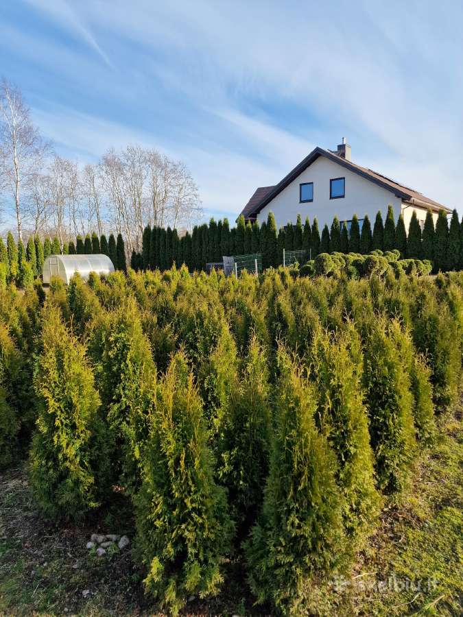 Parduodamos Tujos 5eurai. Ir kalninės pušys. - nuotraukos Nr. 9