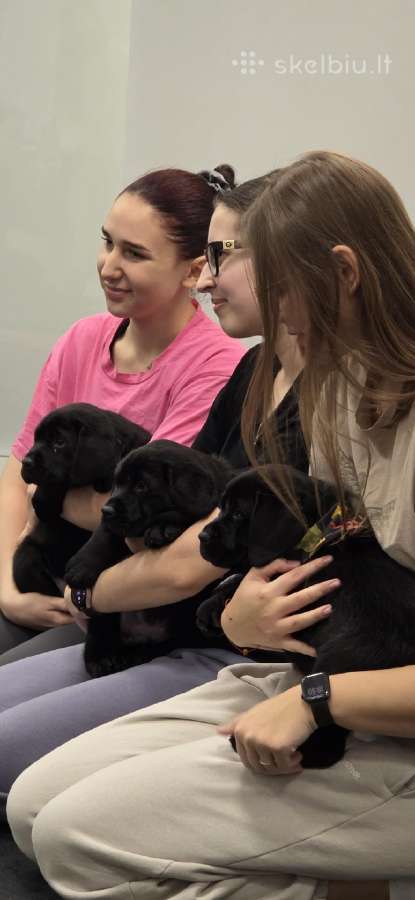 Kilmingi juodi labradorai - nuotraukos Nr. 7