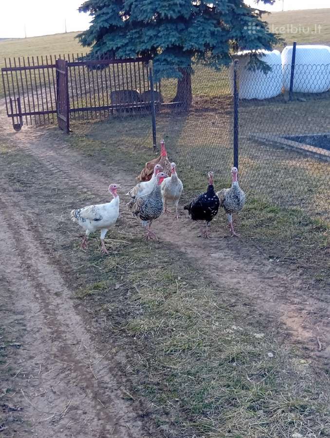 Parduodami Vandotai sidabriniai,auksiniai,mėlyni. - nuotraukos Nr. 14