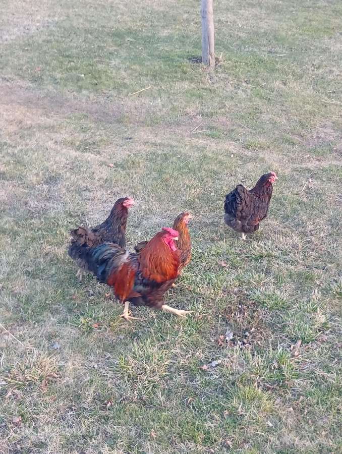 Parduodami Vandotai sidabriniai,auksiniai,mėlyni. - nuotraukos Nr. 10