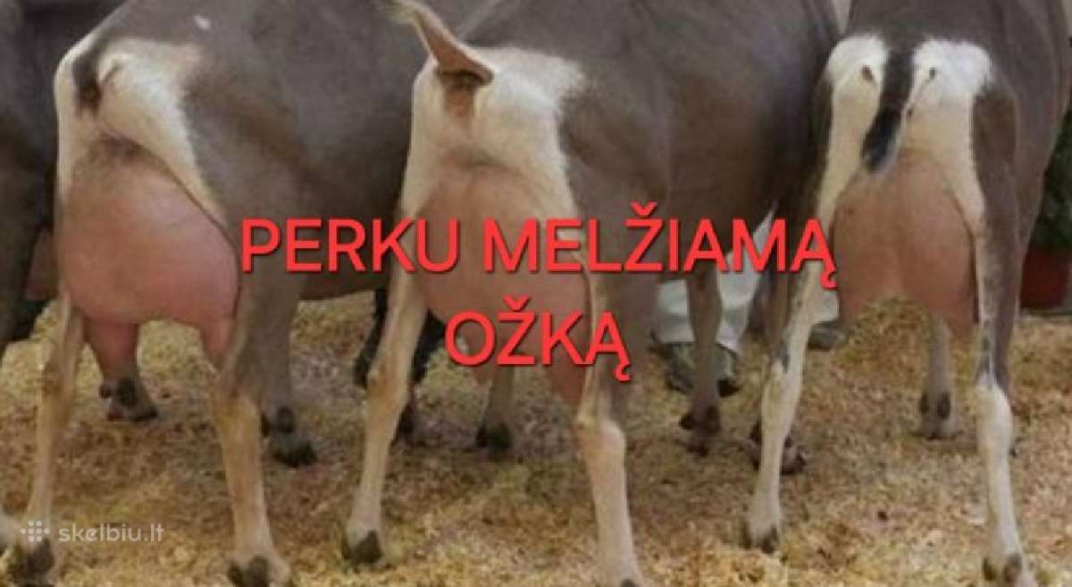 Reikia pieningos Ožkos ar jos ožkytės