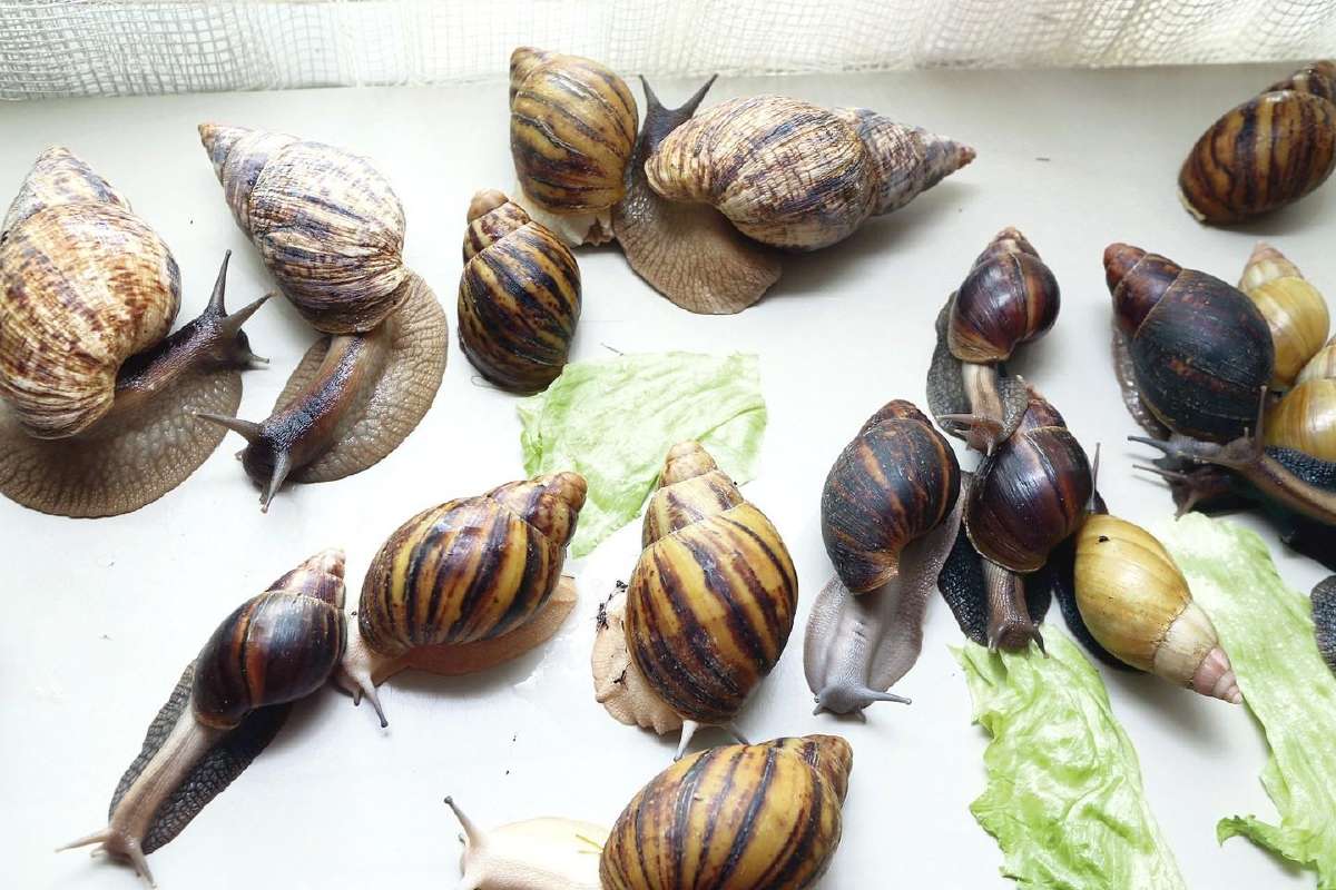 Gigantiškosios Afrikinės Sraigės
