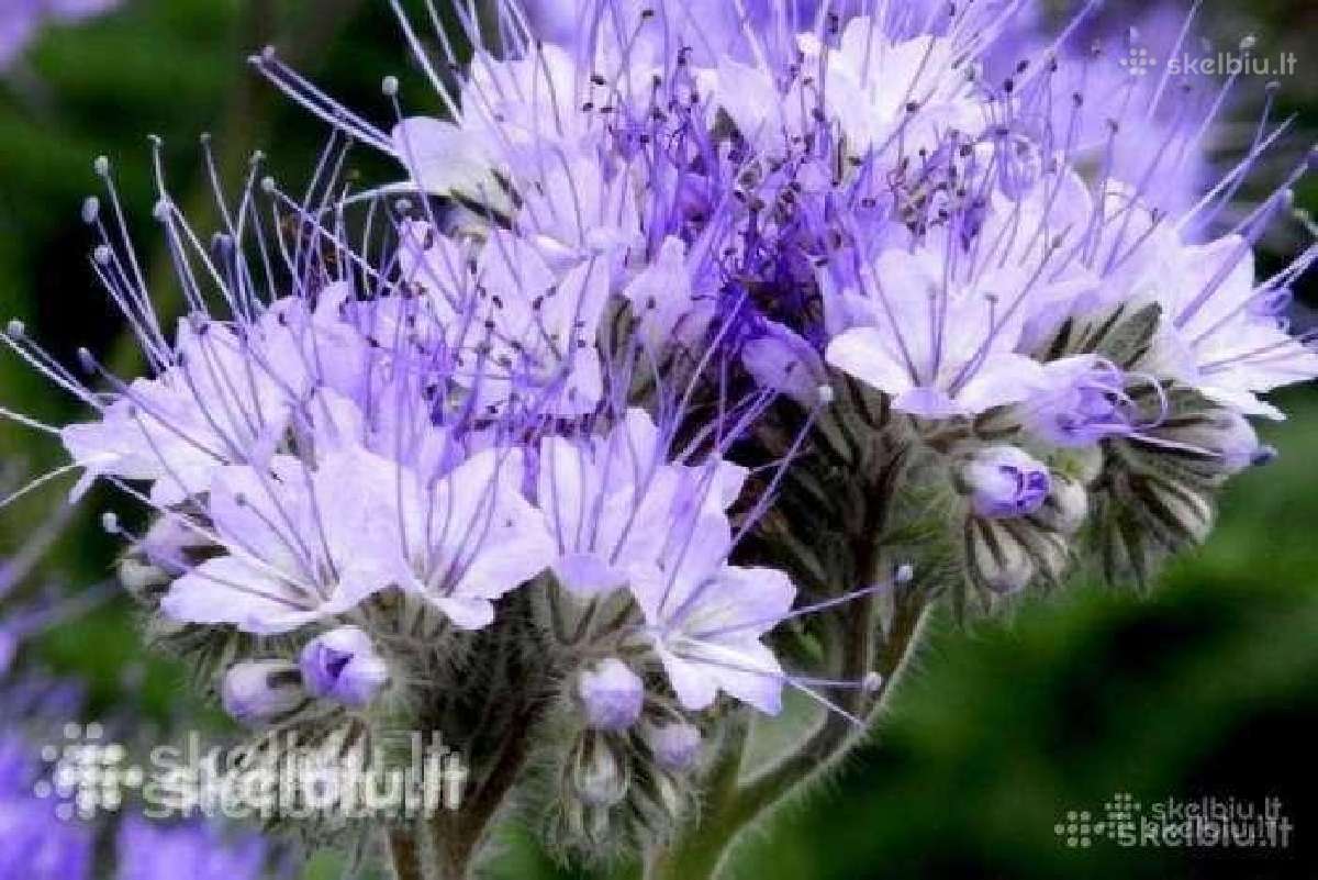 Medingi augalai, Facelija, garstycia, dobiliukai