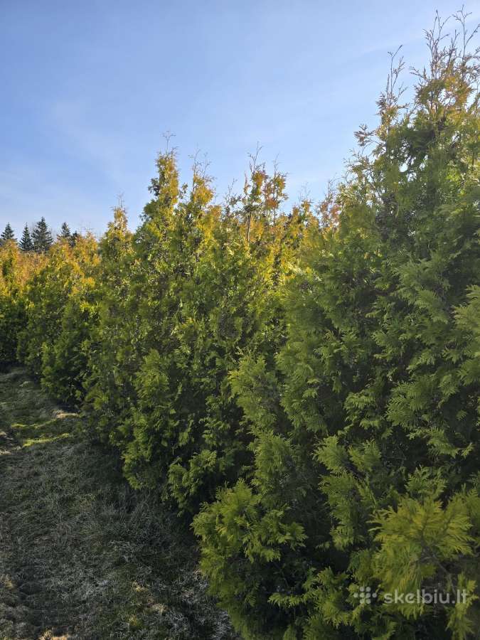 Tujos geltonos (išpardavimas) - nuotraukos Nr. 3