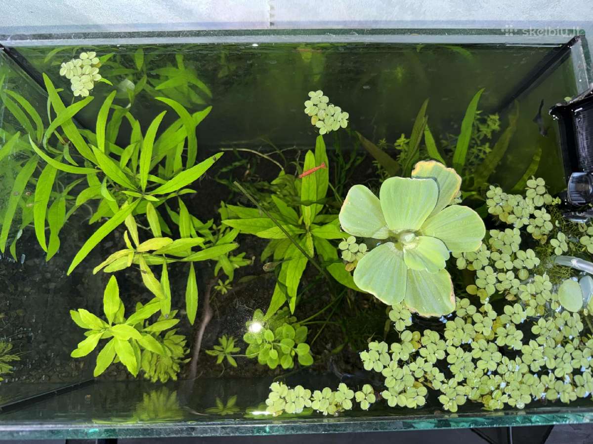 Akvariumas 30l