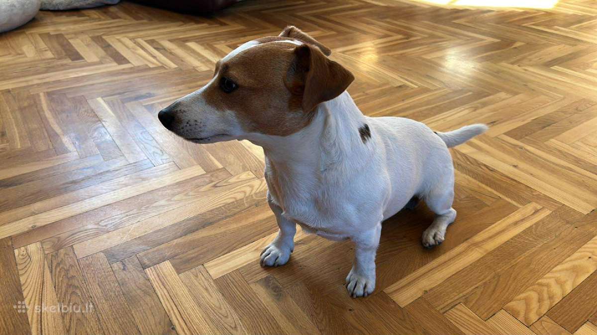 Džeko Raselo terjeras ieško draugės - nuotraukos Nr. 2