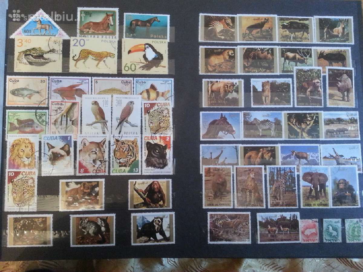 Siulau dideli kieki markiu kaina 145 eur. - nuotraukos Nr. 2