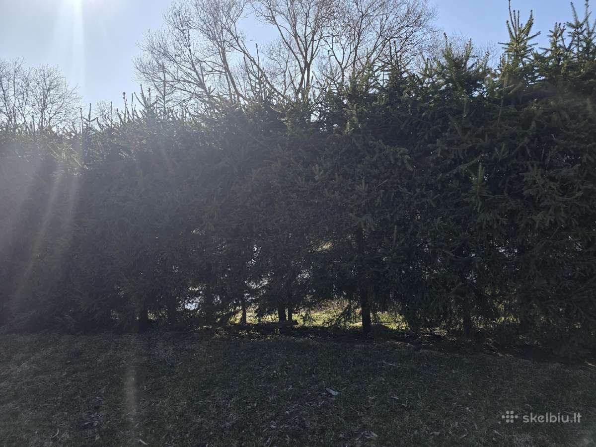 Parduodamas sklypas ant Nevėžio kranto (skardžio) - nuotraukos Nr. 8