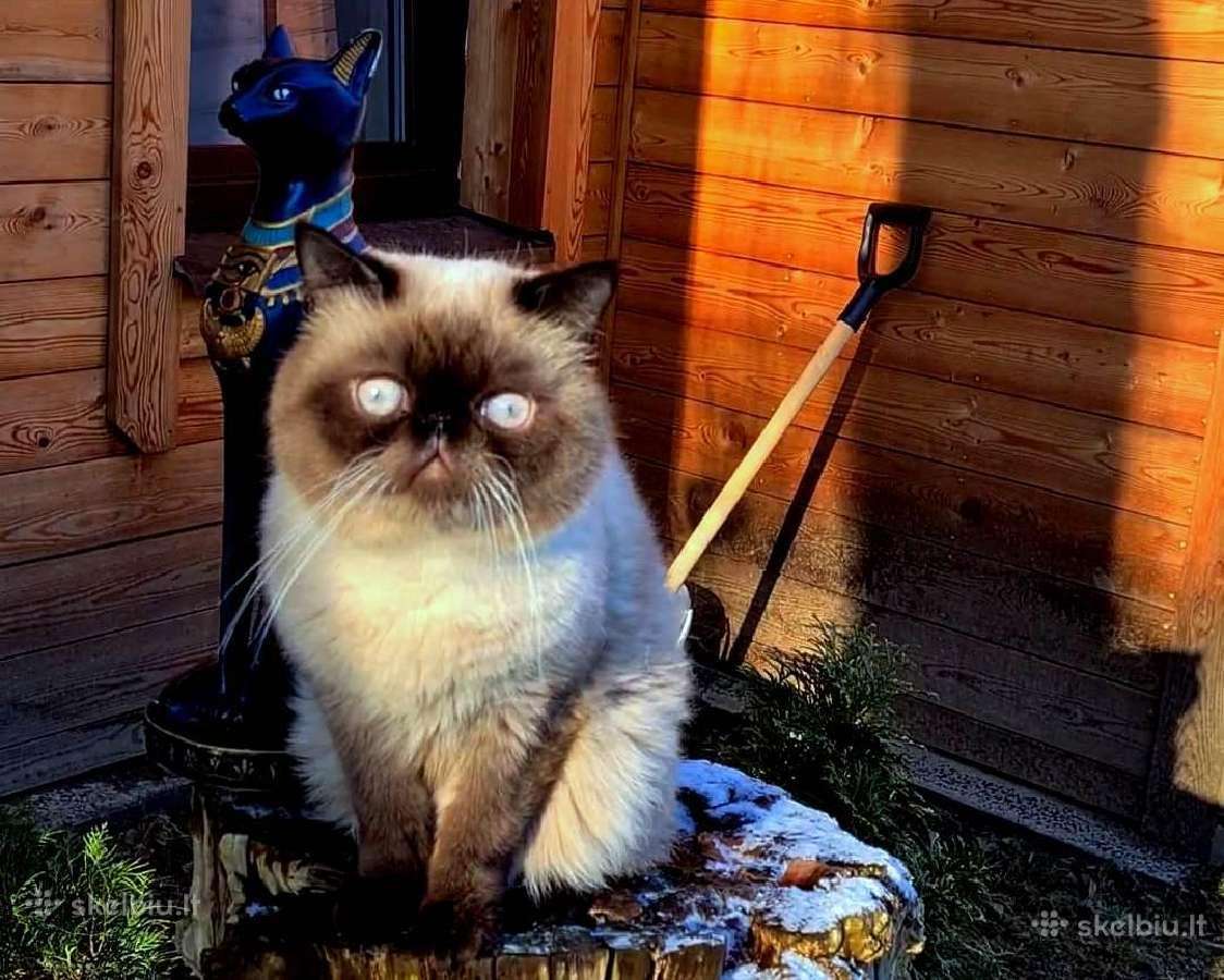 Katinas,kviecia Приглашает кошек Экзот и Перс