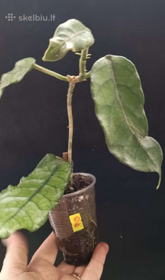 Hoya (vaškuolių)assorti. - nuotraukos Nr. 8